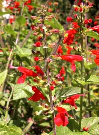 Fotografia da espécie Salvia coccinea