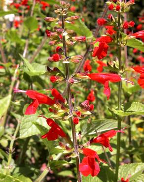 Fotografia 12 da espécie Salvia coccinea no Jardim Botânico UTAD