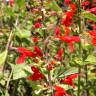 Fotografia 12 da espécie Salvia coccinea do Jardim Botânico UTAD