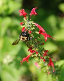 Fotografia da espécie Salvia coccinea