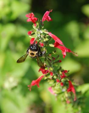 Fotografia 13 da espécie Salvia coccinea no Jardim Botânico UTAD