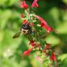 Fotografia 13 da espécie Salvia coccinea do Jardim Botânico UTAD