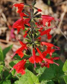 Fotografia da espécie Salvia coccinea