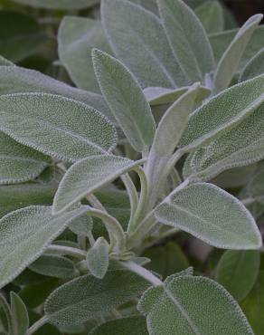 Fotografia 10 da espécie Salvia officinalis no Jardim Botânico UTAD