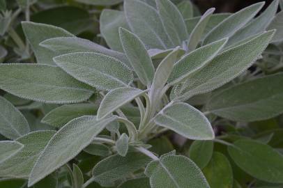 Fotografia da espécie Salvia officinalis