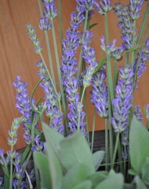 Fotografia 11 da espécie Salvia officinalis no Jardim Botânico UTAD