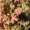 Fotografia 8 da espécie Salsola kali do Jardim Botânico UTAD