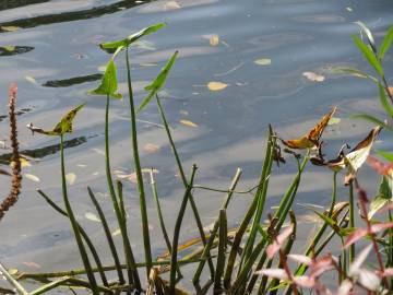 Fotografia da espécie Sagittaria sagittifolia