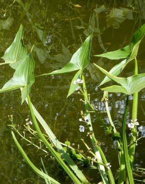Fotografia 10 da espécie Sagittaria sagittifolia no Jardim Botânico UTAD
