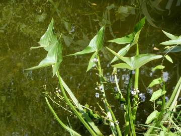 Fotografia da espécie Sagittaria sagittifolia