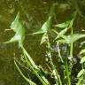 Fotografia 10 da espécie Sagittaria sagittifolia do Jardim Botânico UTAD