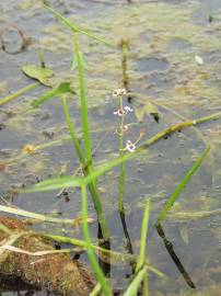 Fotografia da espécie Sagittaria sagittifolia