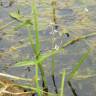 Fotografia 11 da espécie Sagittaria sagittifolia do Jardim Botânico UTAD