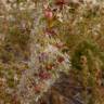 Fotografia 9 da espécie Salsola kali do Jardim Botânico UTAD