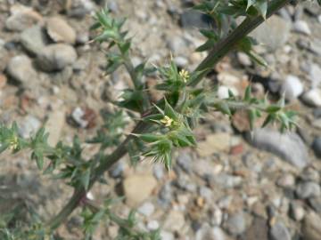 Fotografia da espécie Salsola kali