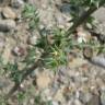 Fotografia 10 da espécie Salsola kali do Jardim Botânico UTAD