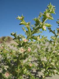 Fotografia da espécie Salsola kali