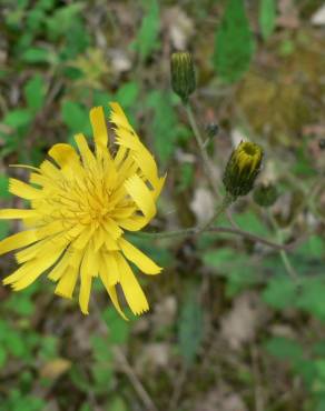 Fotografia 8 da espécie Hieracium glaucinum no Jardim Botânico UTAD