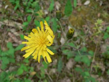 Fotografia da espécie Hieracium glaucinum