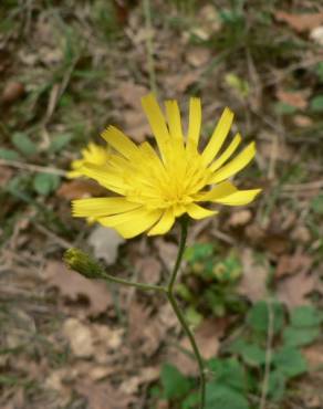 Fotografia 11 da espécie Hieracium glaucinum no Jardim Botânico UTAD