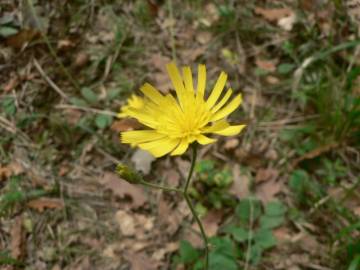 Fotografia da espécie Hieracium glaucinum