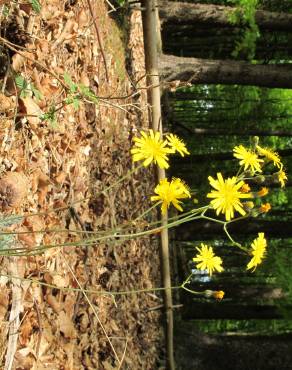 Fotografia 12 da espécie Hieracium glaucinum no Jardim Botânico UTAD