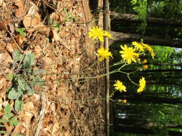 Fotografia da espécie Hieracium glaucinum