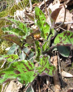 Fotografia 14 da espécie Hieracium glaucinum no Jardim Botânico UTAD