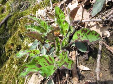 Fotografia da espécie Hieracium glaucinum