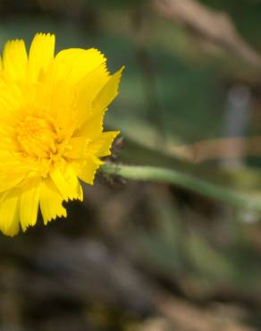 Fotografia 15 da espécie Hieracium glaucinum no Jardim Botânico UTAD