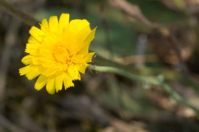 Fotografia da espécie Hieracium glaucinum