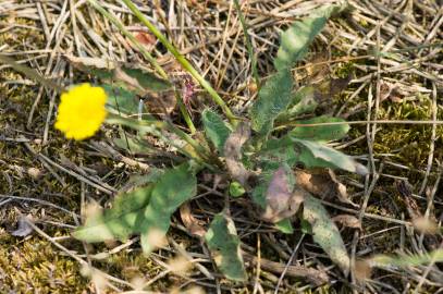 Fotografia da espécie Hieracium glaucinum