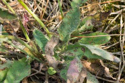 Fotografia da espécie Hieracium glaucinum