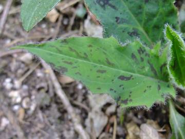 Fotografia da espécie Hieracium glaucinum