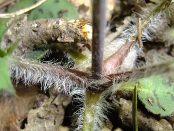 Fotografia da espécie Hieracium glaucinum