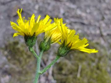 Fotografia da espécie Hieracium glaucinum