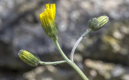 Fotografia da espécie Hieracium glaucinum