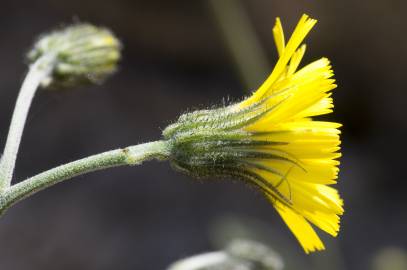 Fotografia da espécie Hieracium glaucinum