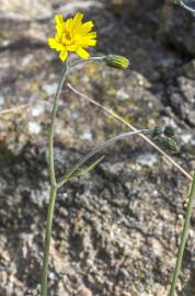 Fotografia da espécie Hieracium glaucinum