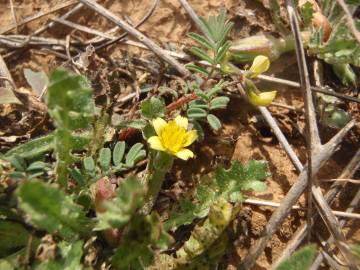 Fotografia da espécie Hyoseris scabra