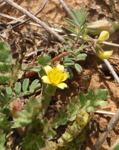 Fotografia de capa Hyoseris scabra - do Jardim Botânico