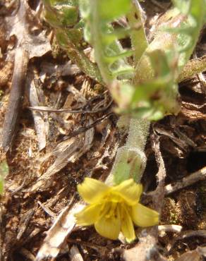 Fotografia 4 da espécie Hyoseris scabra no Jardim Botânico UTAD