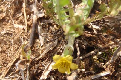 Fotografia da espécie Hyoseris scabra