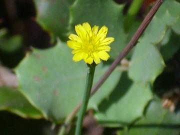 Fotografia da espécie Hyoseris scabra