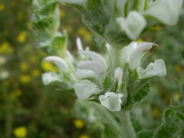 Fotografia da espécie Salvia aethiopis