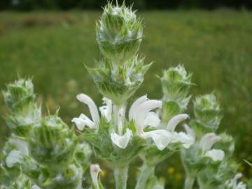 Fotografia da espécie Salvia aethiopis