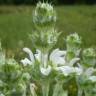 Fotografia 3 da espécie Salvia aethiopis do Jardim Botânico UTAD