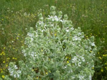 Fotografia da espécie Salvia aethiopis