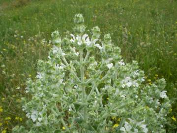 Fotografia da espécie Salvia aethiopis