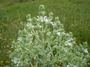 Fotografia da espécie Salvia aethiopis